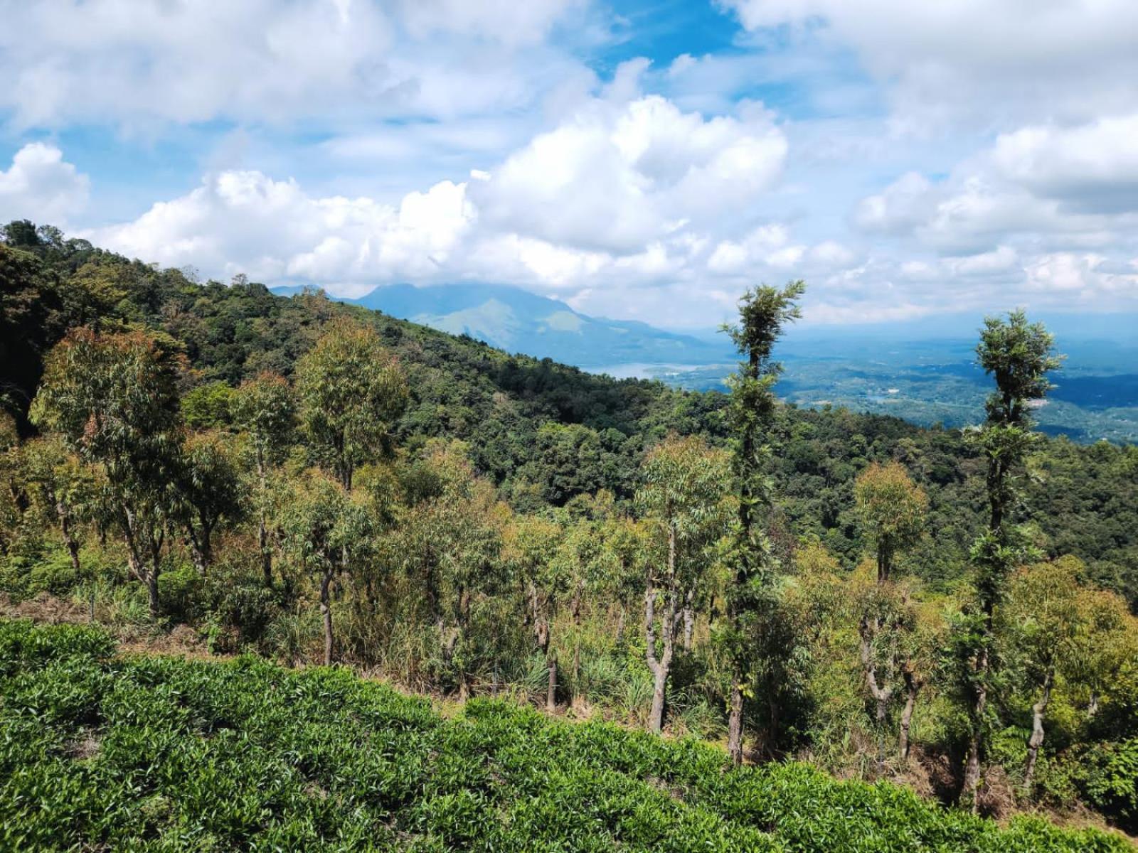 Vythiri Tea Valley I Best Hotel In Wayanad L Hotels In Vythiri Wayanad Buitenkant foto